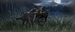 The Marauders in their Animagus forms