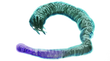 Murtlap tentacle[7]