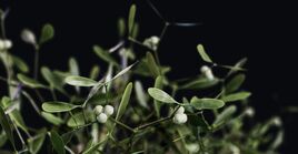 Mistletoe HL
