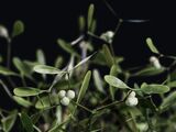 Mistletoe