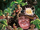 Professor Sprout - Jim Kay COS IE.png