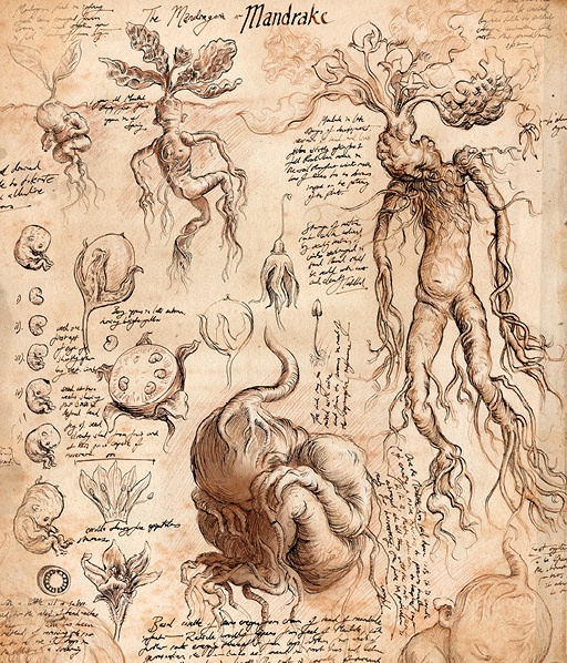 Mandrake, Harry Potter Wiki