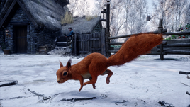 Red squirrel HL