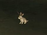 Poroże Jackalope'a