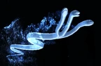 Runespoor Patronus.png (550 KB) Runespoor