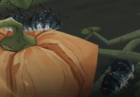 Flesh-Eating Slugs on pumpkin MA