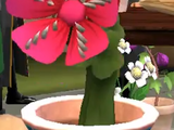 Gerald (Fanged Geranium)