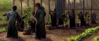 PruningShrivelfigs.png