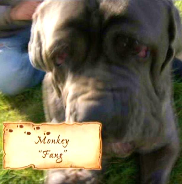 Monkey dog on sale
