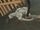 Unidentified Demiguise put to sleep.jpg