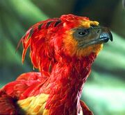 Fawkes Phoenix