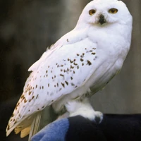 Edvige Harry Potter Wiki Fandom