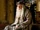 Professor-dumbledore.jpg