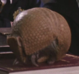 Armadillo