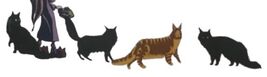 Figg's cats