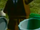 Amos.png