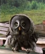 Стрелка в доме Уизли