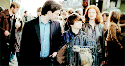 Potter family.gif
