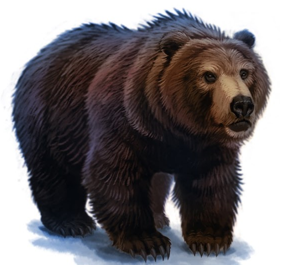 Bear | Harry Potter Wiki | Fandom
