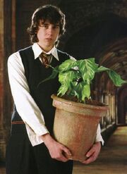 Neville Longbottom pianta