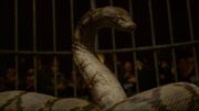 Nagini snake