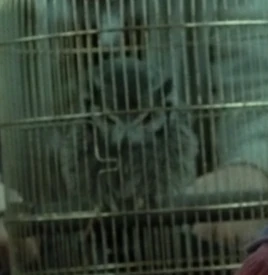 James Potter II's owl