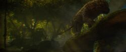 Nundu habitat