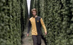 Edric-Diggory-dans-Harry-Potter-et-la-Coupe-de-feu