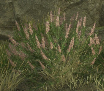 Lupin (plant) | Harry Potter Wiki | Fandom