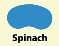 Spinatgeschmack