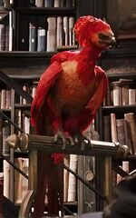 Order of the Phoenix | Harry Potter Wiki | Fandom