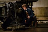 FBaWtFT Newt Scamander 6