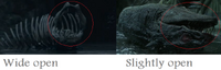 Serpent of Slytherin's mouth inconsistency between films