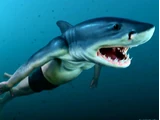 Human to shark spell