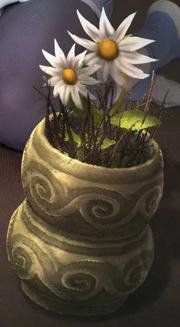 Gänseblümchen