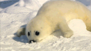 Foczka.gif
