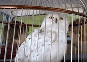Hedwig