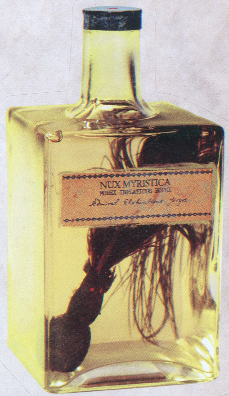 Nux Myristica Harry Potter Wiki Fandom