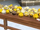 Hogwarts's Puffskeins