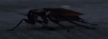 Cockroach FBF