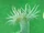 Sea anemone
