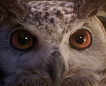 Hogwarts owl HL