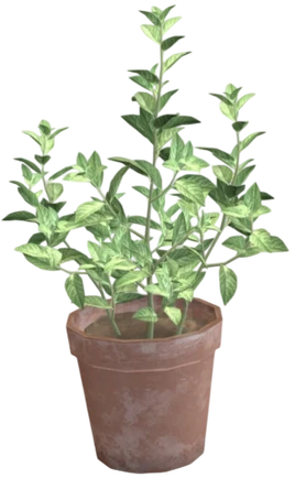 Spearmint plant