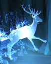 Stag (cerf)