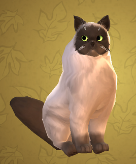 Himalayan cat HM