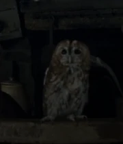 Hagrid's tawny owl HP3