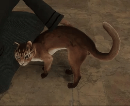 Abyssinian cat HL