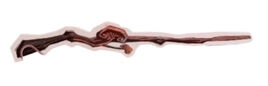 Kenji Kobayashi's wand
