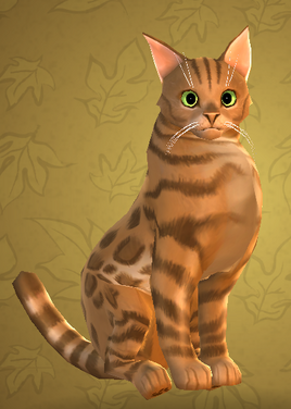 Cheetah cat HM