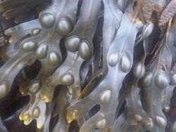 Seetang - Fucus vesiculosus